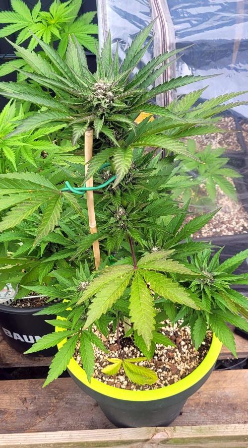 Firestarter - Born to Burn. Week 8