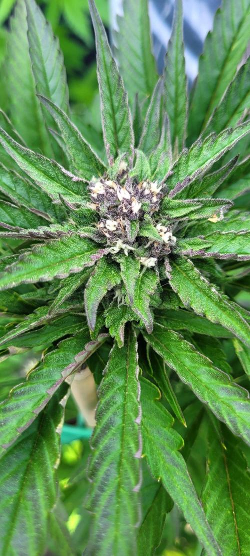 Firestarter - Born to Burn. Week 8