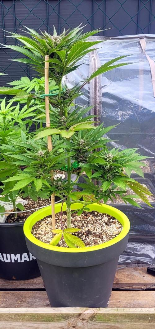 Firestarter - Born to Burn. Week 8