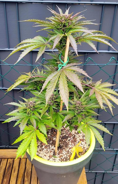 Firestarter - Born to Burn. Week 9