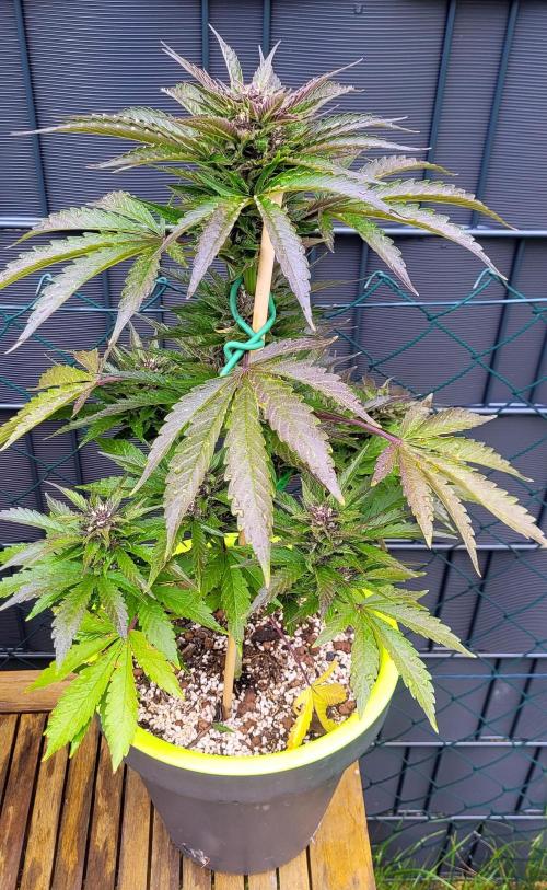 Firestarter - Born to Burn. Week 9