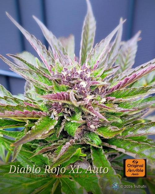 Diablo Rojo XL Auto. Week 9