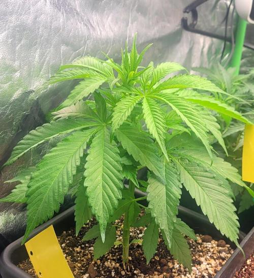 THCV. Week 5