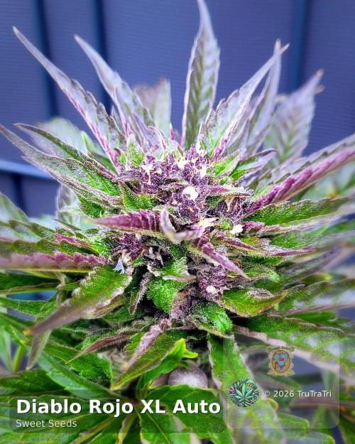 Firestarter - Born to Burn. Week 9
