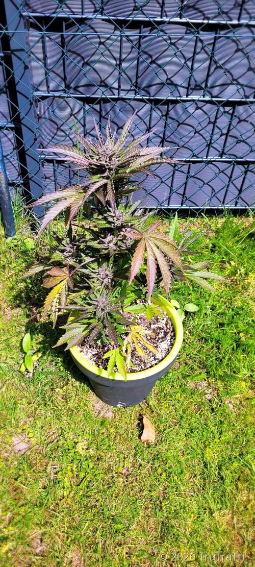 Firestarter - Born to Burn. Week 10