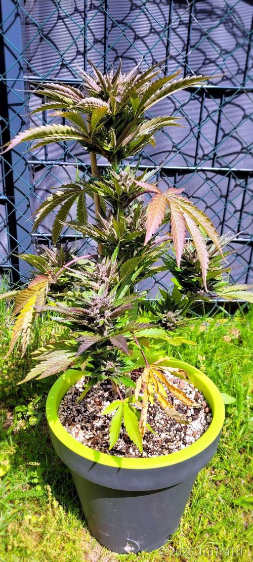 Firestarter - Born to Burn. Week 10