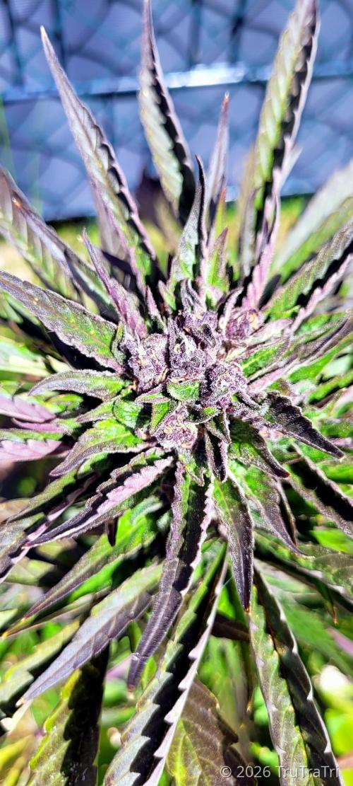 Firestarter - Born to Burn. Week 10