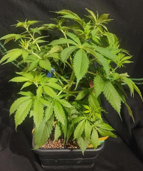V:The Series - They Came for the Harvest. Week 6 - lst