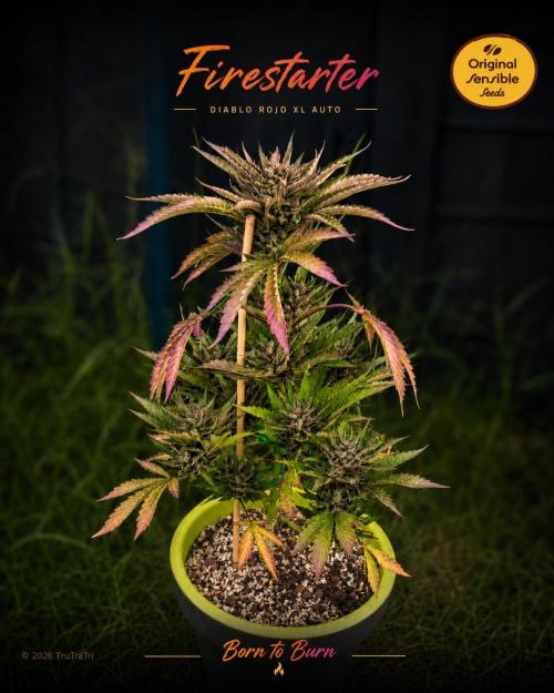 Diablo Rojo XL Auto. Week 11