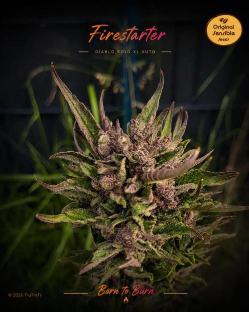 Diablo Rojo XL Auto. Week 11