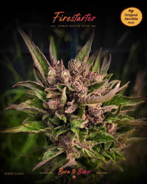 Diablo Rojo XL Auto. Week 11
