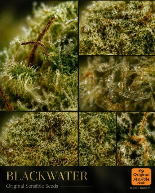 LEXX: Into the Dark Zone. Week 18 - Trichomes