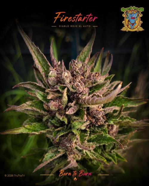 Firestarter - Born to Burn. Week 11