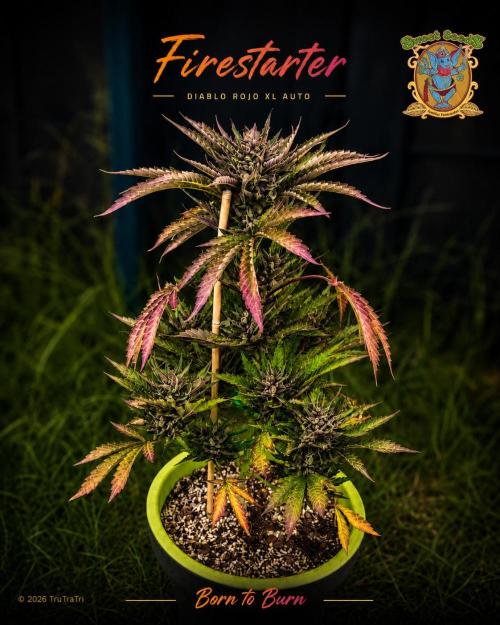 Firestarter - Born to Burn. Week 11