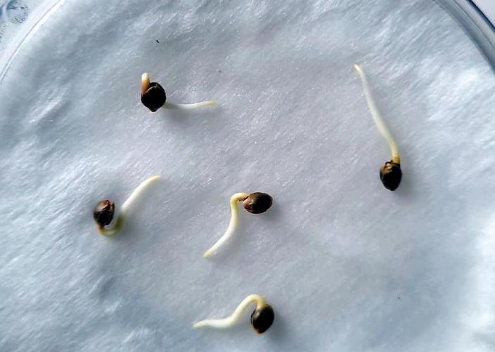 I’m a Seedling... Get Me Out of Here!. Week 0