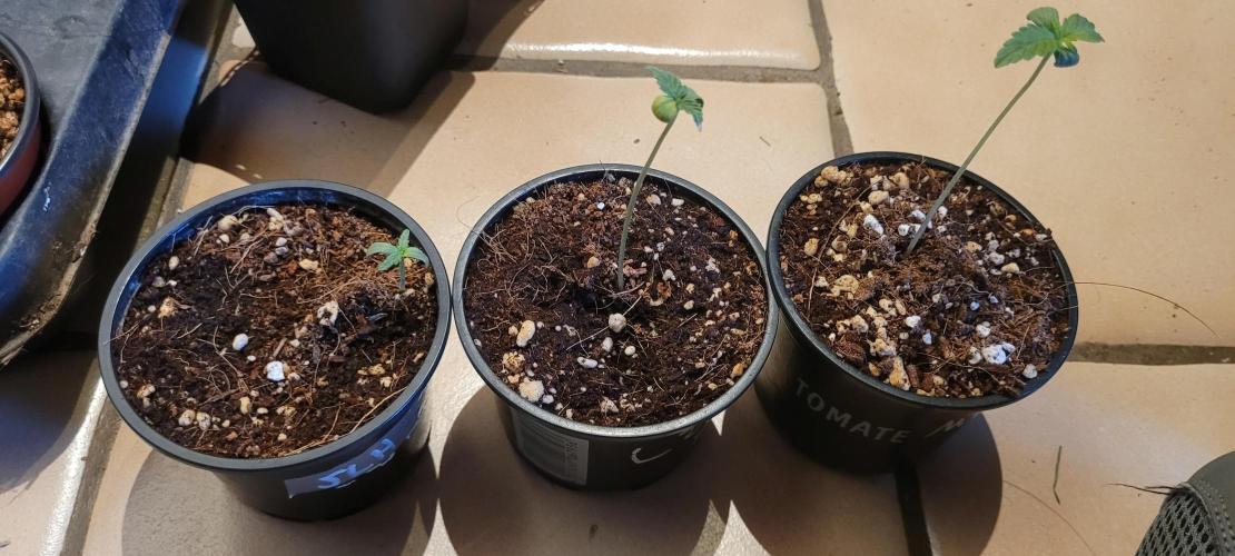 I’m a Seedling... Get Me Out of Here!. Week 1 - gg
