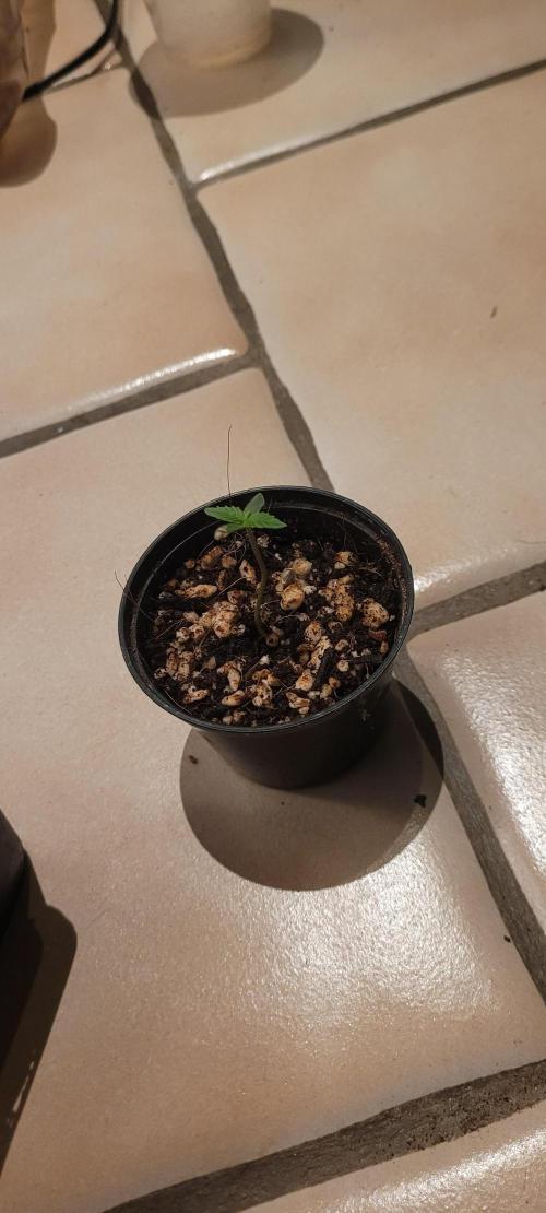 I’m a Seedling... Get Me Out of Here!. Week 1 - sky