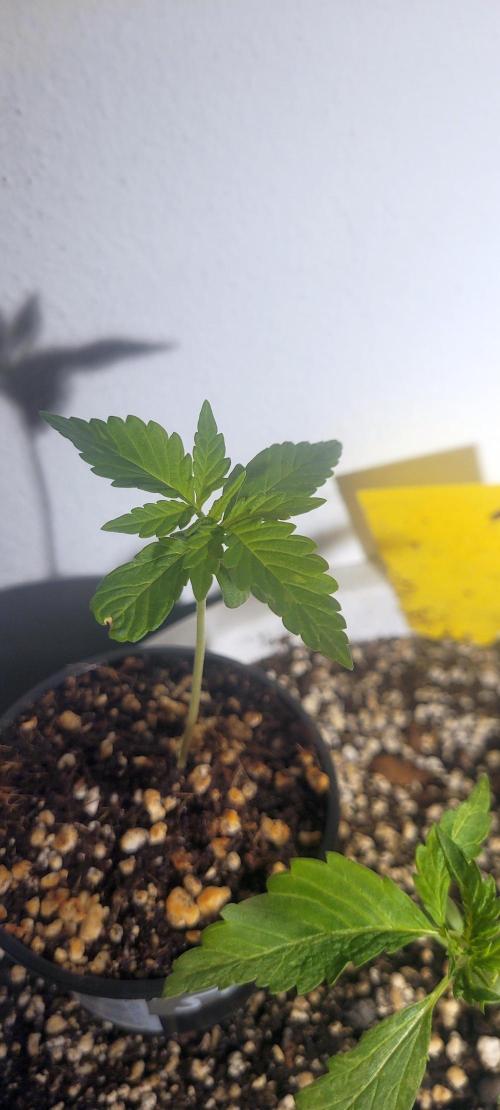 I’m a Seedling... Get Me Out of Here!. Week 2 - GG