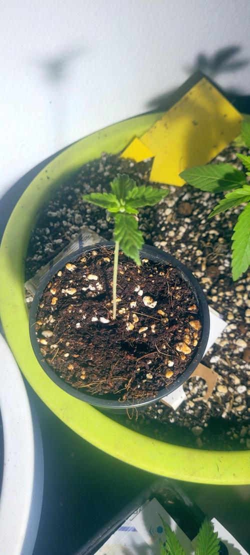 I’m a Seedling... Get Me Out of Here!. Week 2 - GG