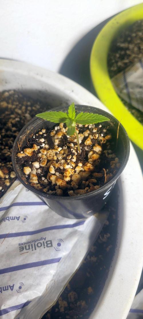 I’m a Seedling... Get Me Out of Here!. Week 2 - Sky