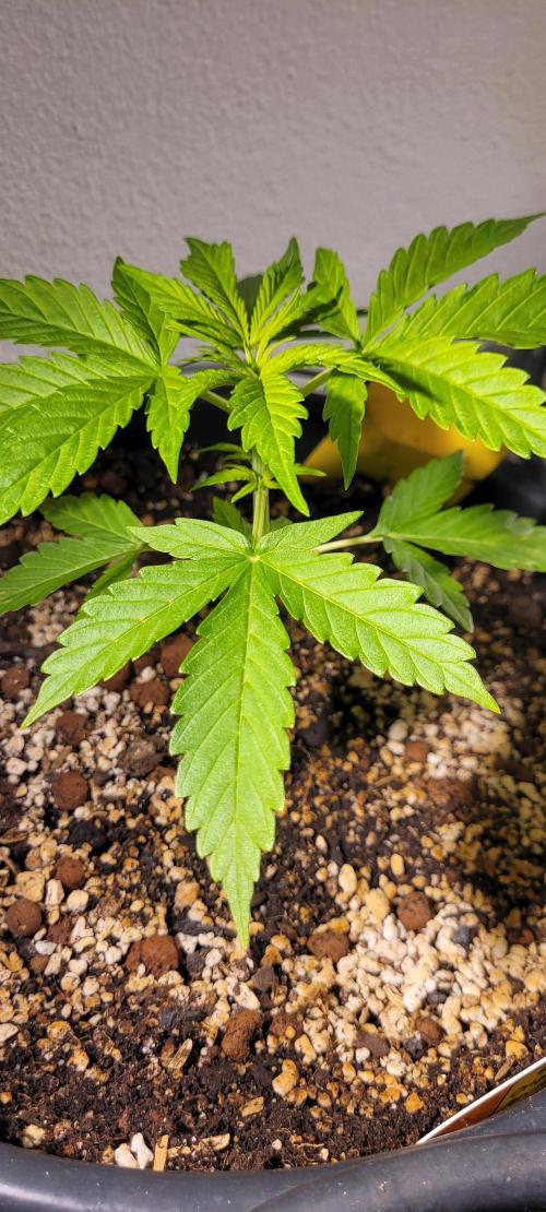 I’m a Seedling... Get Me Out of Here!. Week 4 - GG