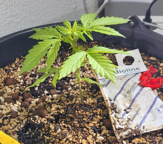 I’m a Seedling... Get Me Out of Here!. Week 4 - GG