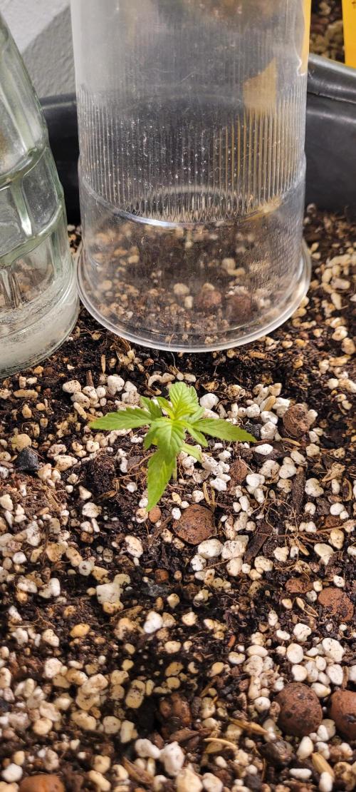 I’m a Seedling... Get Me Out of Here!. Week 4 - Sky