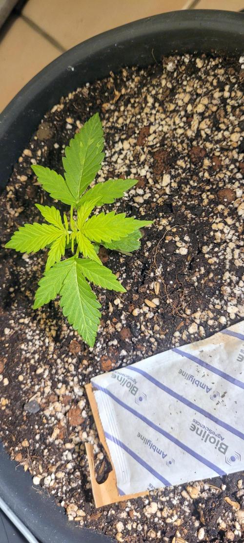 I’m a Seedling... Get Me Out of Here!. Week 3 - GG