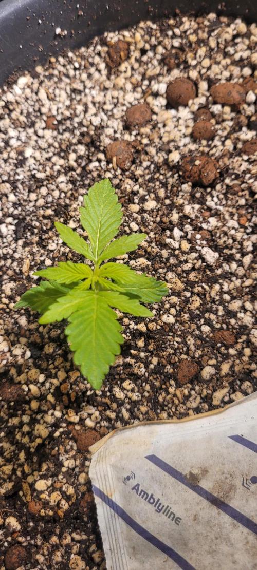 I’m a Seedling... Get Me Out of Here!. Week 3 - GG