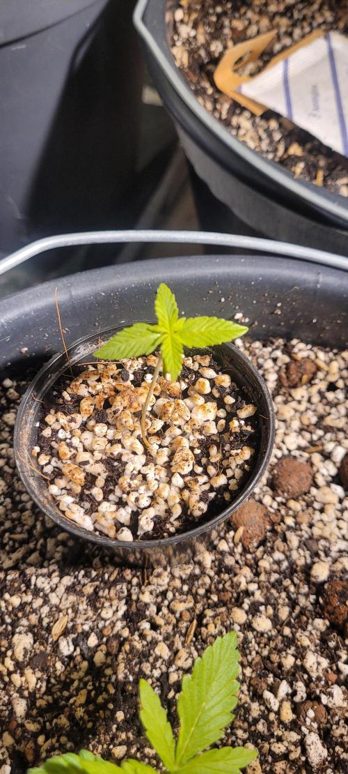 I’m a Seedling... Get Me Out of Here!. Week 3 - Sky