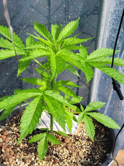 I’m a Seedling... Get Me Out of Here!. Week 5 - GG