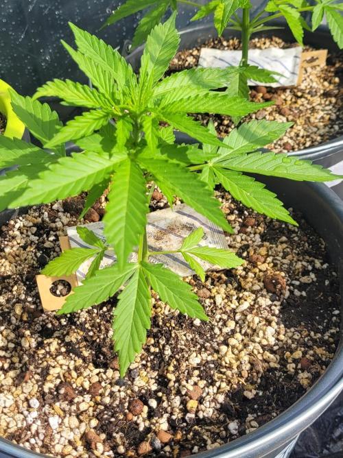I’m a Seedling... Get Me Out of Here!. Week 5 - GG