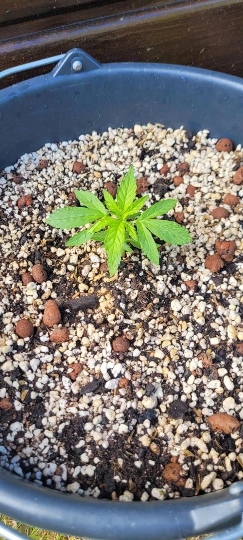 I’m a Seedling... Get Me Out of Here!. Week 5 - Sky