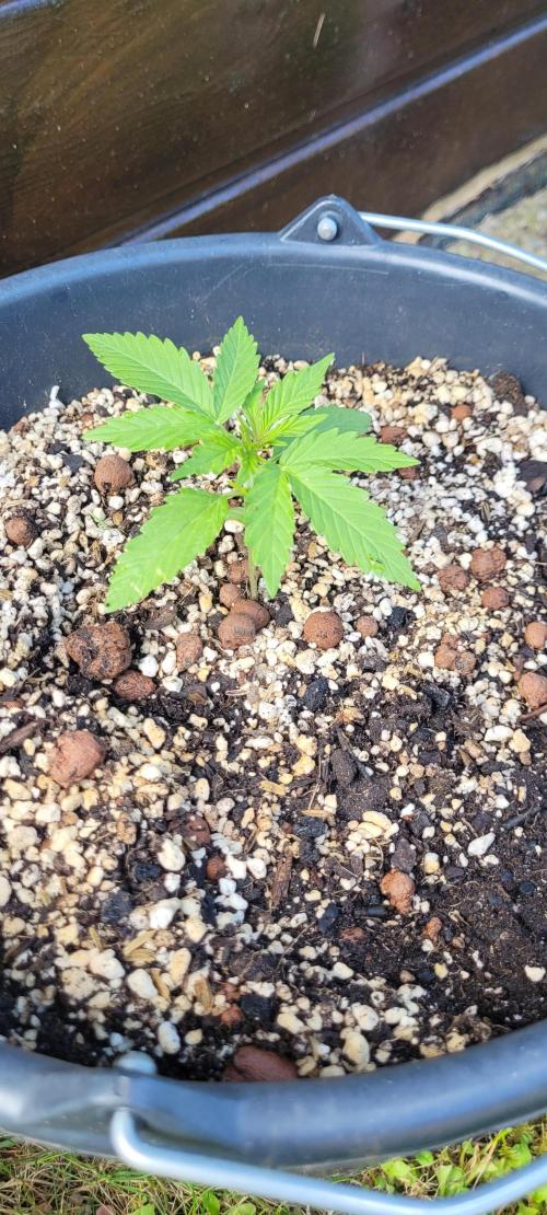 I’m a Seedling... Get Me Out of Here!. Week 5 - Z-up