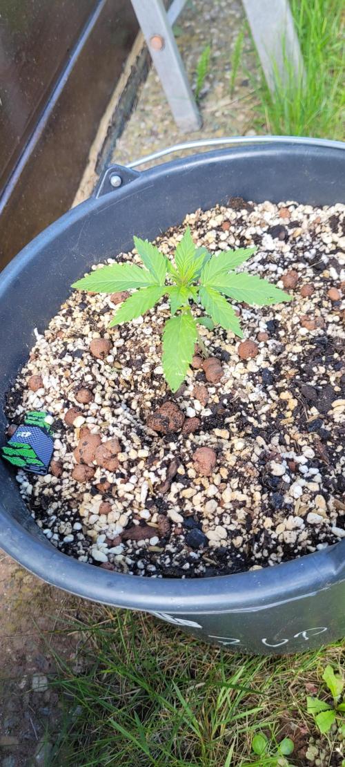 I’m a Seedling... Get Me Out of Here!. Week 4 - Z-up