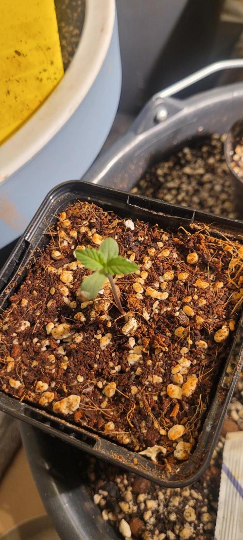 I’m a Seedling... Get Me Out of Here!. Week 3