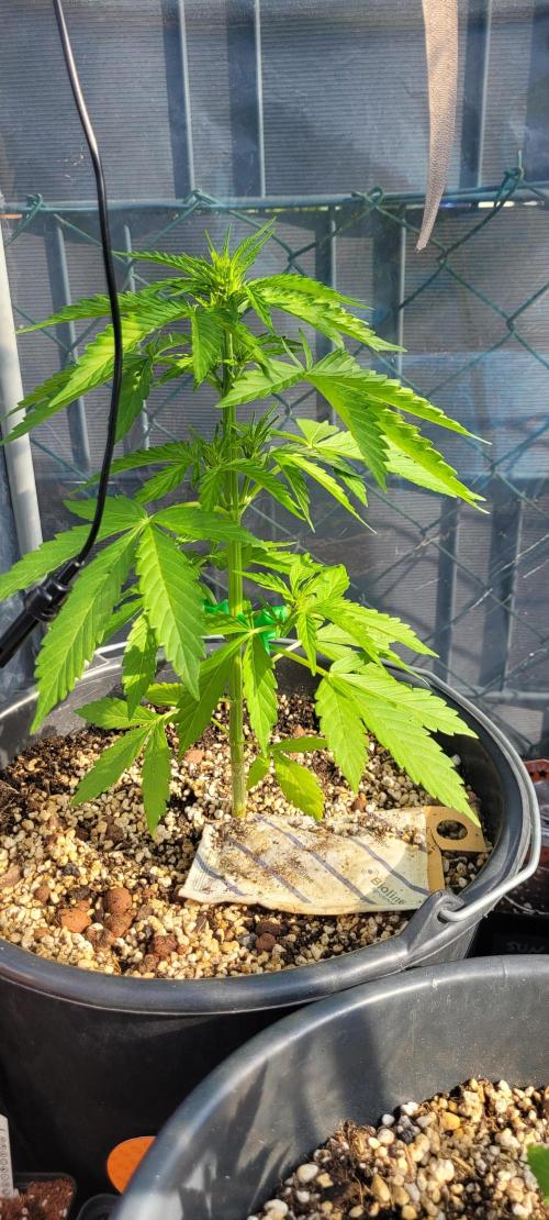 I’m a Seedling... Get Me Out of Here!. Week 6 - GG