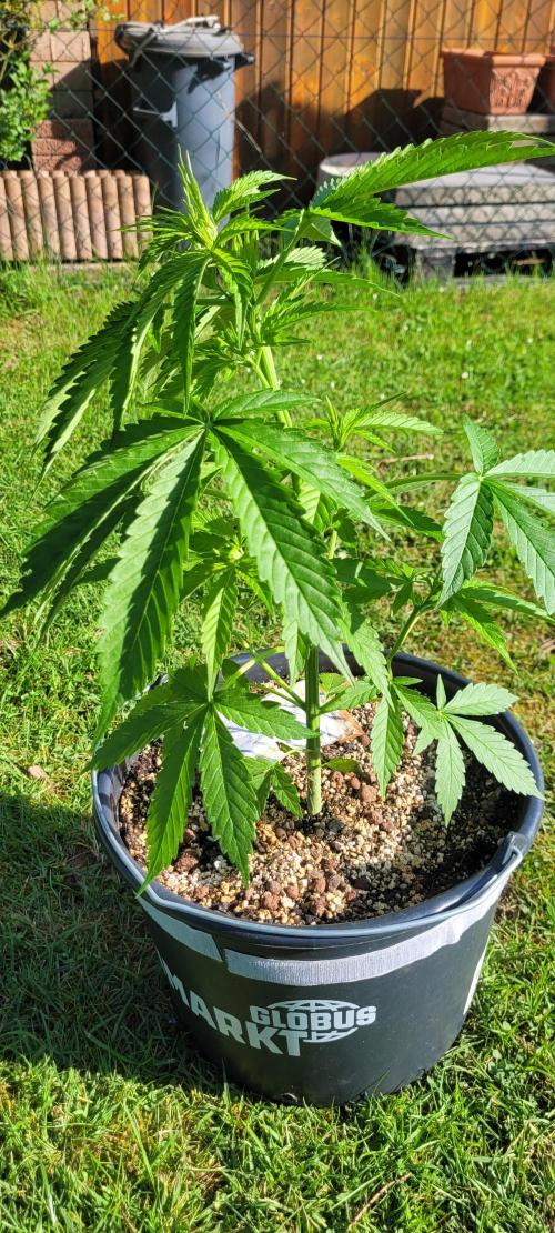 I’m a Seedling... Get Me Out of Here!. Week 6 - GG