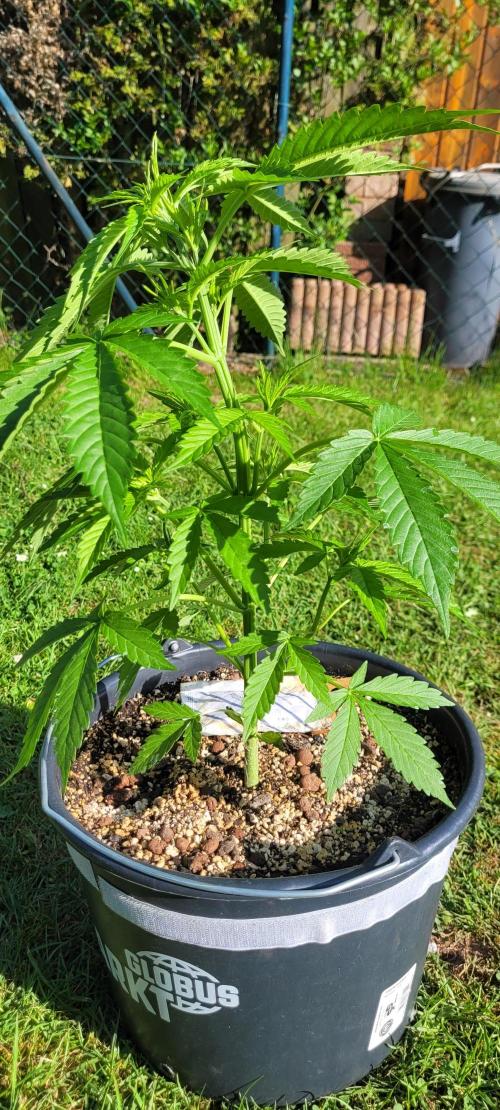 I’m a Seedling... Get Me Out of Here!. Week 6 - GG