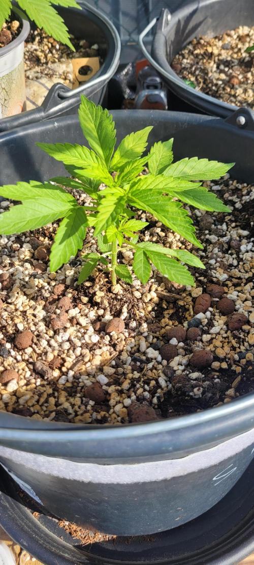 I’m a Seedling... Get Me Out of Here!. Week 6 - Sky