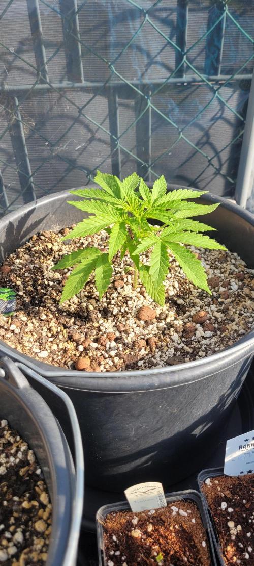 I’m a Seedling... Get Me Out of Here!. Week 6 - Z-up
