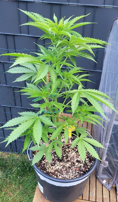 I’m a Seedling... Get Me Out of Here!. Week 7 - GG