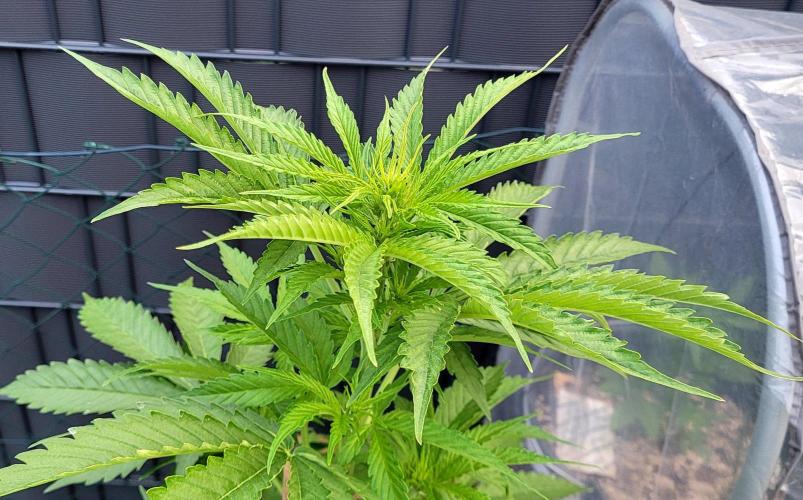 I’m a Seedling... Get Me Out of Here!. Week 7 - GG