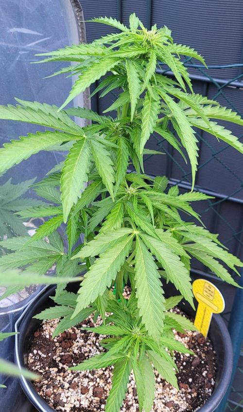 I’m a Seedling... Get Me Out of Here!. Week 7 - GG