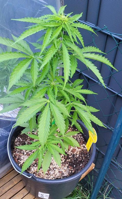 I’m a Seedling... Get Me Out of Here!. Week 7 - GG