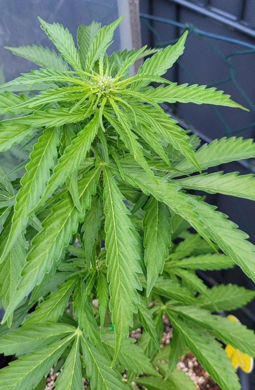 I’m a Seedling... Get Me Out of Here!. Week 7 - GG