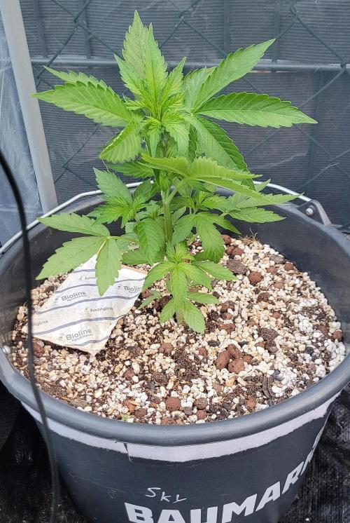 I’m a Seedling... Get Me Out of Here!. Week 7 - Sky
