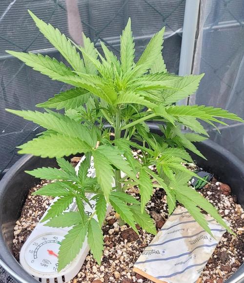 I’m a Seedling... Get Me Out of Here!. Week 7 - Z-up