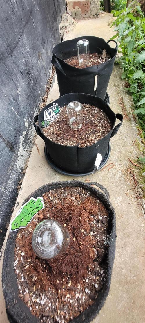 I’m a Seedling... Get Me Out of Here!. Week 7 - Frostbanger