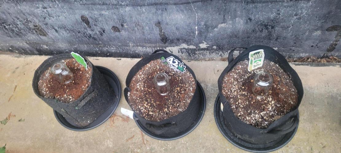 I’m a Seedling... Get Me Out of Here!. Week 7 - Frostbanger